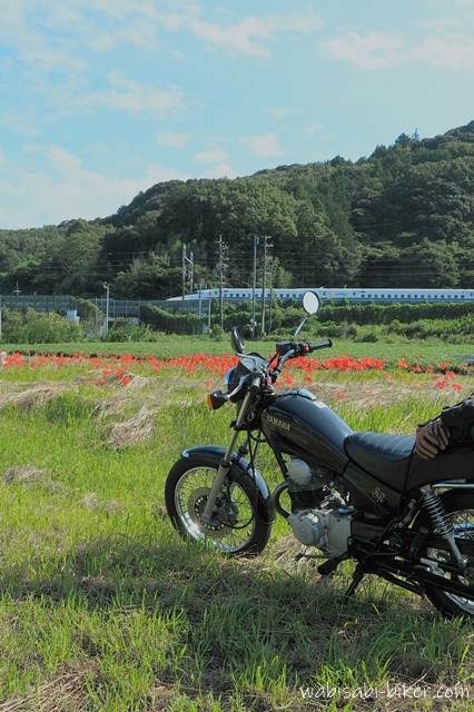 バイクと新幹線と彼岸花 YAMAHA SR125