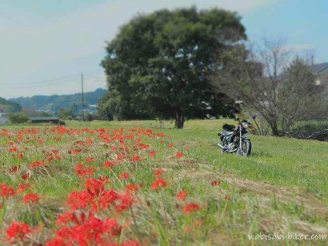 彼岸花とバイク YAMAHA SR125