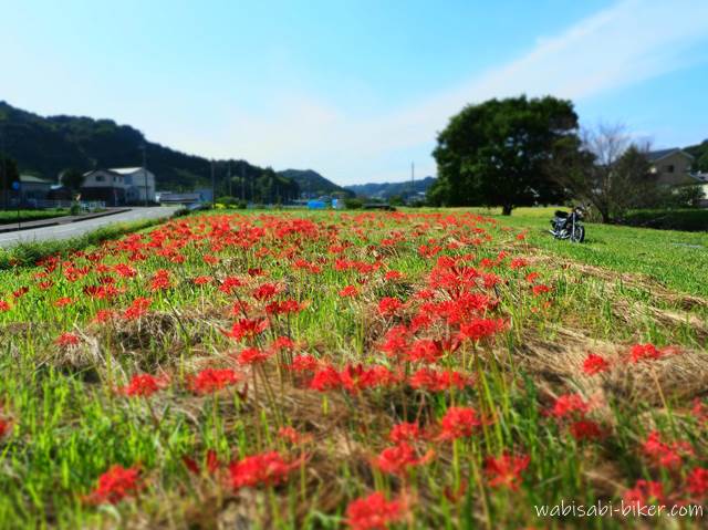 彼岸花とバイクのある風景