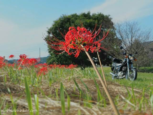 彼岸花とバイク YAMAHA SR125