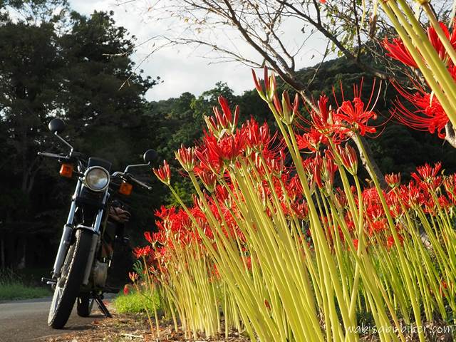 彼岸花のつぼみとオートバイ YAMAHA SR125