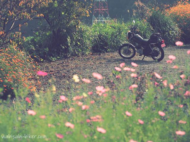 手前にピンク色の秋桜（コスモス）が広がり、背景には黒いバイク（YAMAHA SR125）が停車している。奥には黄葉した木とキバナコスモスが見え、やや逆光気味の柔らかい光に包まれている。