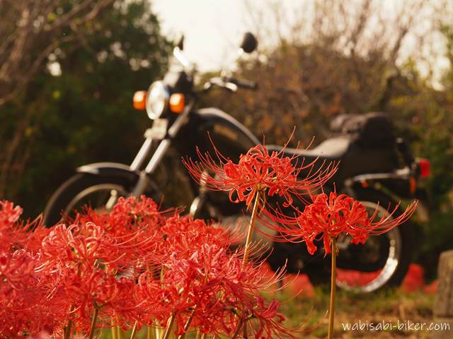 手前に2本の赤い彼岸花が鮮やかに咲き、その奥には黒いバイク（YAMAHA SR125）が停車している。彼岸花は強い夕陽に照らされ、背景には柔らかくぼけた木々が写っている。