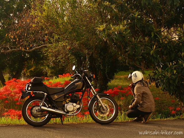 赤い彼岸花が咲く道端に黒いバイク（YAMAHA SR125）が停車しており、ヘルメットをかぶったライダーがバイクの前でしゃがんで花を見つめている。背景には木々が広がり、夕方の柔らかな光が全体を包んでいる。