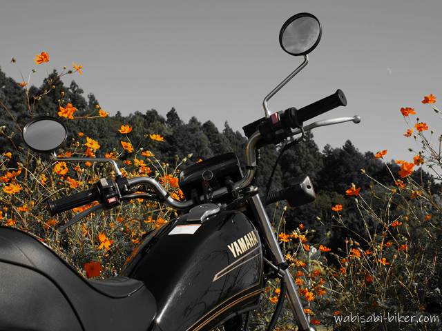 黒いバイク（YAMAHA SR125）のハンドル周辺を中心に、背景には鮮やかなキバナコスモスが咲き誇っている。バイク以外の要素はモノクロ加工されており、花のオレンジ色のみが強調されたパートカラー処理が施されている。