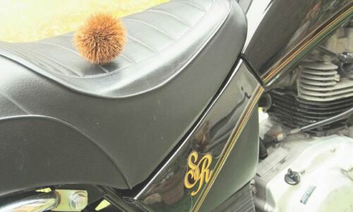 黒いバイク(YAMAHA SR125)のシート上に、イガに包まれた栗が1つ置かれている。車体には“SR”の金色ロゴが見える。