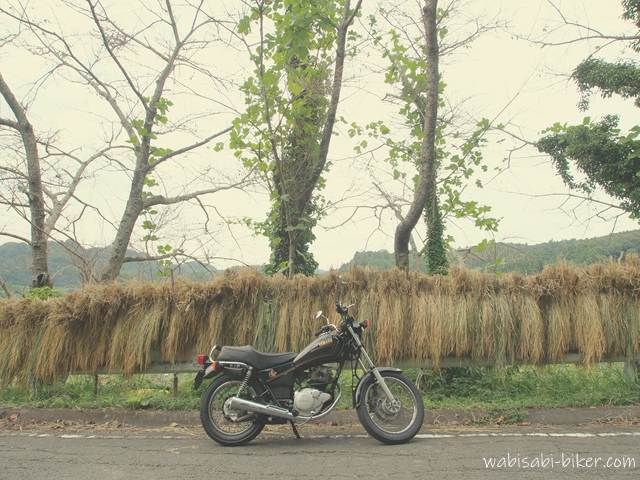 稲刈り後の稲をガードレールに掛けて自然乾燥させている稲架掛け（はさがけ）を背景に、黒いバイク（YAMAHA SR125）が道路脇に停車している。背後には葉を落とした木々が並んでいる。