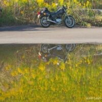 黄色く咲き誇るセイタカアワダチソウの道端に黒いバイク(YAMAHA SR125)が停車しており、手前の大きな水たまりに風景が鏡のように反射している。バイクに向かって歩くライダーの姿もリフレクションとして映り込んでいる。