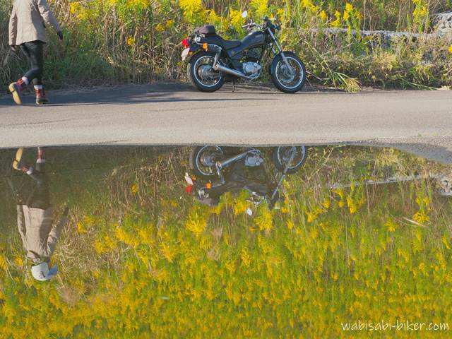 黄色く咲き誇るセイタカアワダチソウの道端に黒いバイク(YAMAHA SR125)が停車しており、手前の大きな水たまりに風景が鏡のように反射している。バイクに向かって歩くライダーの姿もリフレクションとして映り込んでいる。