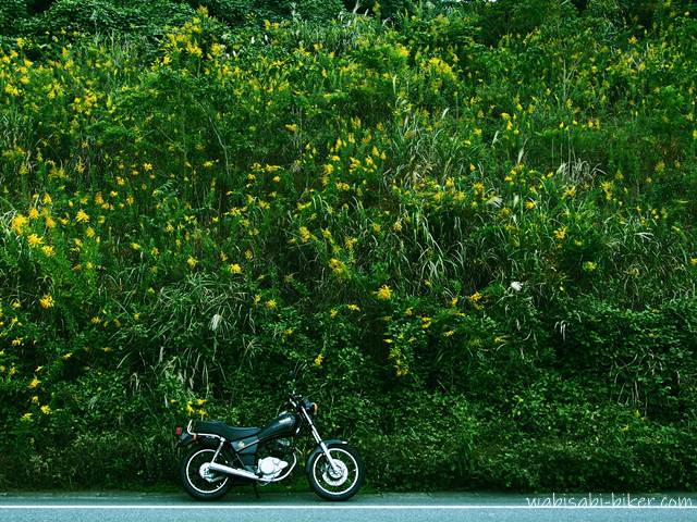 セイタカアワダチソウとバイクのある風景