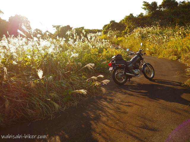 逆光に照らされて白く輝くススキの群生と、その脇の舗装路に停車した黒いバイク（YAMAHA SR125）。夕陽が斜めから差し込み、影が長く伸びている。背景には低木と雑草が広がる風景が写っている。