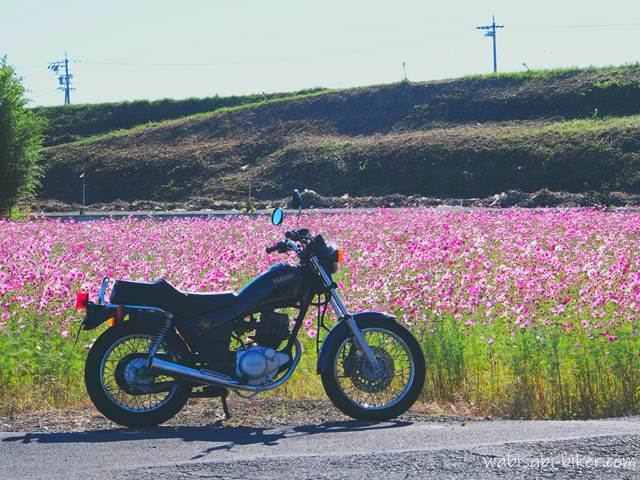 コスモス畑とオートバイ YAMAHA SR125