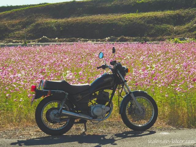 一面に咲き誇るピンク色のコスモス畑を背景に、黒いバイク（YAMAHA SR125）が横向きに停車している。強い日差しがバイクの金属部分に反射し、秋晴れの風景が広がっている。