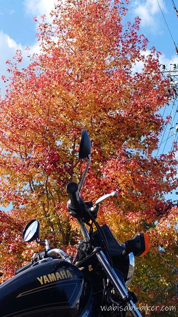 黒いバイク(YAMAHA SR125)のタンクとハンドルが画面下に写り、その背後には真っ赤から黄金色までグラデーションした大きな紅葉の木が広がっている。澄んだ青空と白い雲が背景にあり、バイクは木を引き立てるように脇役として佇んでいる。
