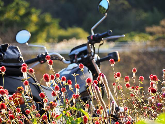 センニチコウとオートバイ YAMAHA SR125