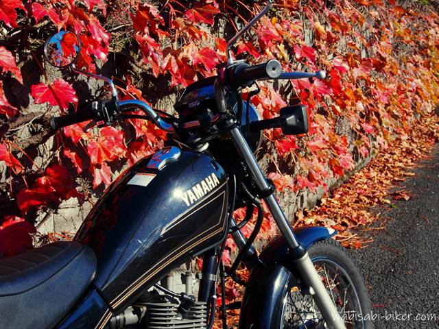赤く色づいた蔦がびっしりと壁を覆い、その前に黒いバイク(YAMAHA SR125)が停められている。秋の陽射しが鮮やかな紅葉を強調している。