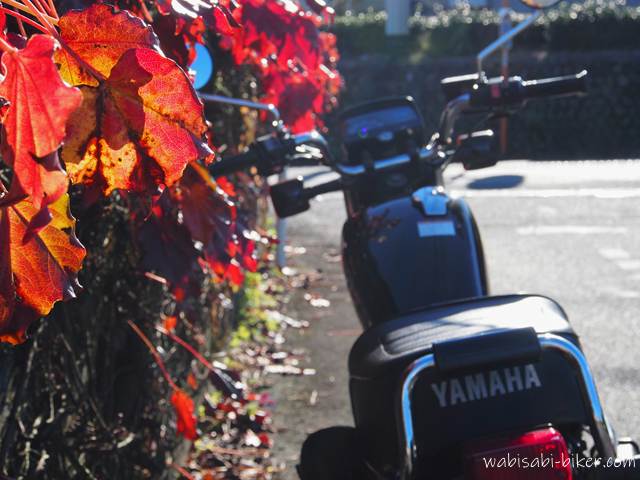 蔦紅葉とオートバイ YAMAHA SR125