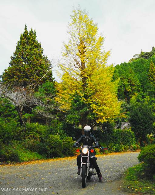 イチョウの黄葉とバイク乗り