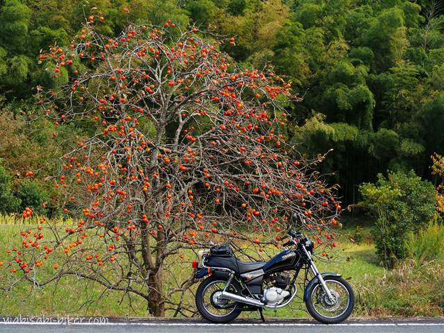 熟れた柿とオートバイ YAMAHA SR125