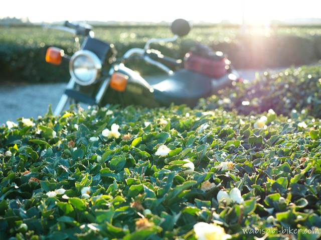 緑の茶畑に白いお茶の花が咲き、その奥に黒いバイク(YAMAHA SR125)が停まっている。夕陽が画面右から差し込み、バイクを柔らかく照らしている。
