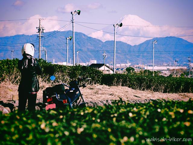 富士山とお茶の花とバイク乗り