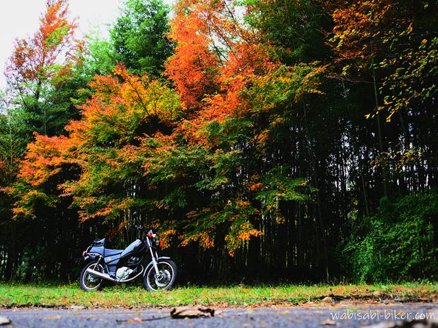 紅葉のグラデーションとオートバイ YAMAHA SR125