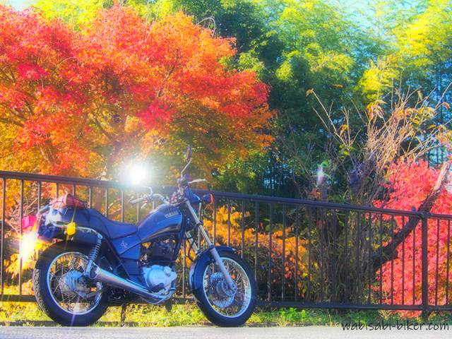 カラフルな紅葉とオートバイ YAMAHA SR125