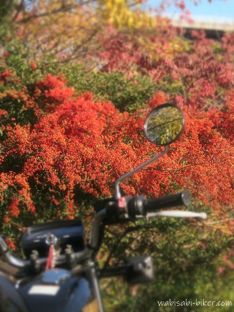 赤い実をびっしりとつけたピラカンサの前に、黒いバイク(YAMAHA SR125)が部分的に写る。ピントは赤い実に合っていて、バイクのミラーとハンドルが前景にぼかし気味で配置されている。