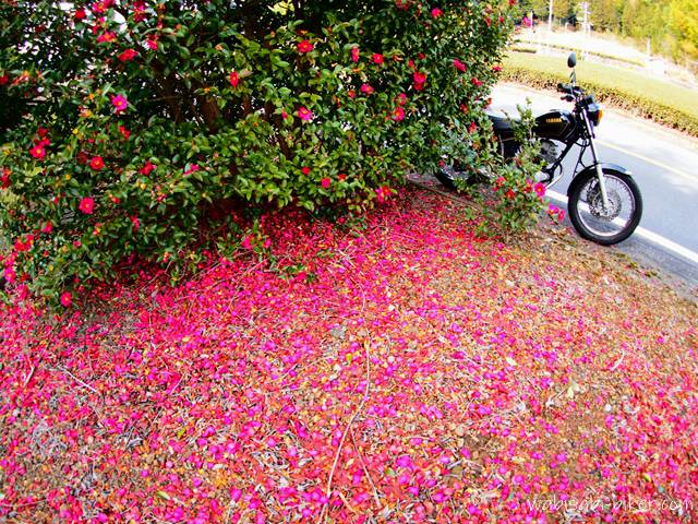 サザンカの散り花とオートバイ