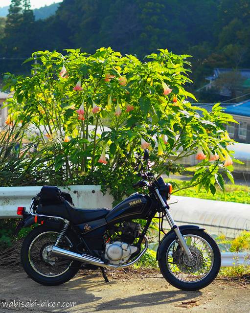 キダチチョウセンアサガオとオートバイ YAMAHA SR125