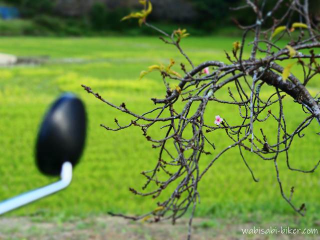 初冬の桜とバイクのミラー