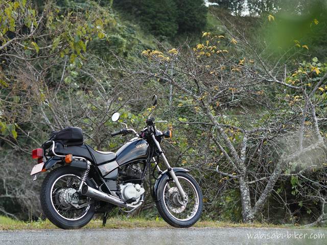 初冬の桜とオートバイ YAMAHA SR125