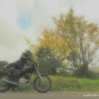 イチョウの黄葉とバイク乗り