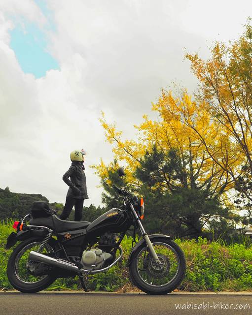 イチョウの黄葉とバイク乗り YAMAHA SR125