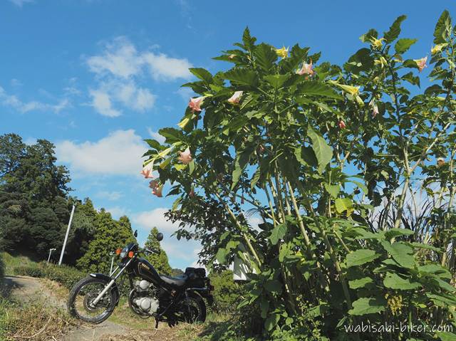 キダチチョウセンアサガオとオートバイ YAMAHA SR125