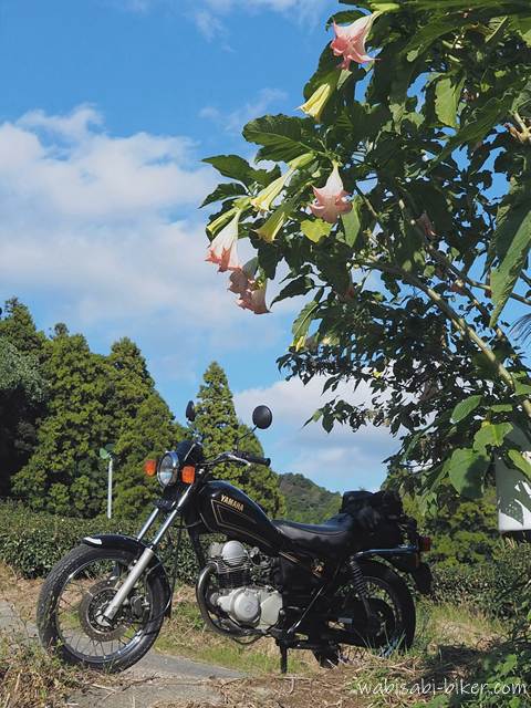 キダチチョウセンアサガオとオートバイ YAMAHA SR125