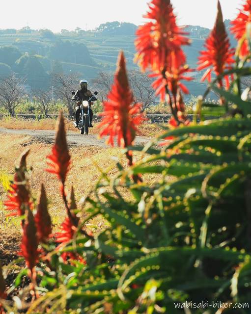 アロエの花咲く道を走るバイク乗り