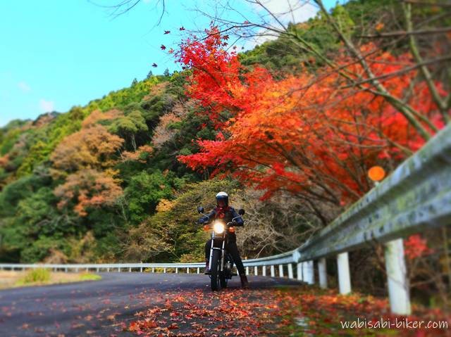 12月中旬の川沿いのカーブした道で、紅葉の赤い枝と足元の落ち葉、黄色く色づいた山と青空を背景に、黒いバイクSR125にまたがるライダー自身を小さく配置した自撮り写真。バイクのヘッドライトを点灯させ、控えめな存在感で風景の中に溶け込ませながら、季節の色をすべて画面に収めようと試みた一枚。