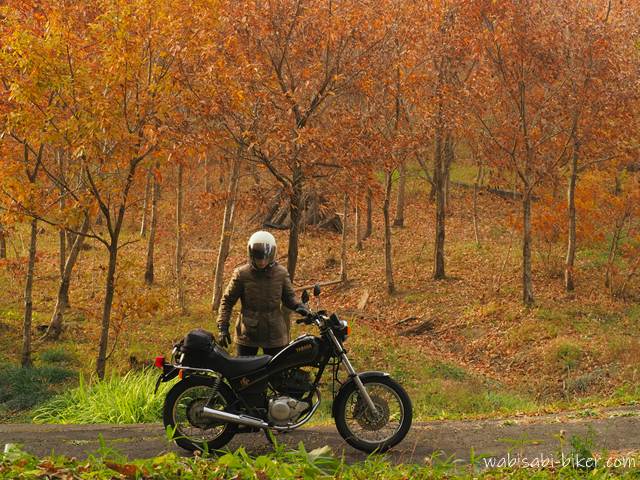 ブナの紅葉とバイク乗り