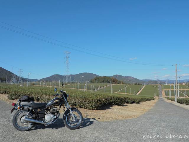 冬の茶畑とオートバイ YAMAHA SR125