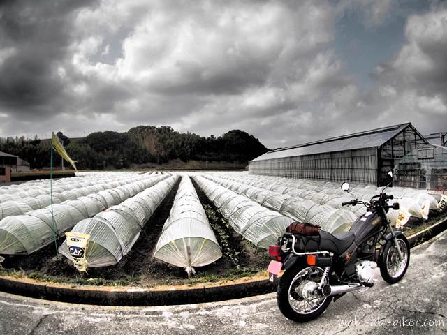 冬の畑に整然と並ぶレタスのビニールトンネル。その列の手前に黒いバイクSR125を停め、曇天の空とビニールハウスの広がりを収めた一枚。静岡の冬の風物詩であるビニールトンネルの景色を、バイクと一緒に残したくて撮った写真。