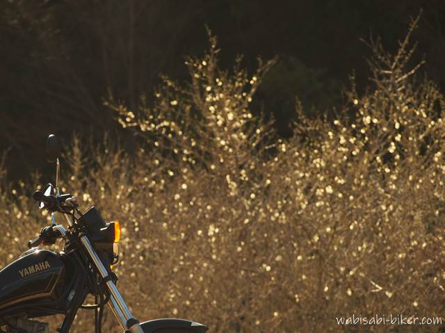 逆光にきらめく咲き始めの梅の前に停めた黒いバイクSR125。花はまばらだが、光を受けて白く輝き、ようやく梅とバイクが同じ景色に立った瞬間を写した一枚。