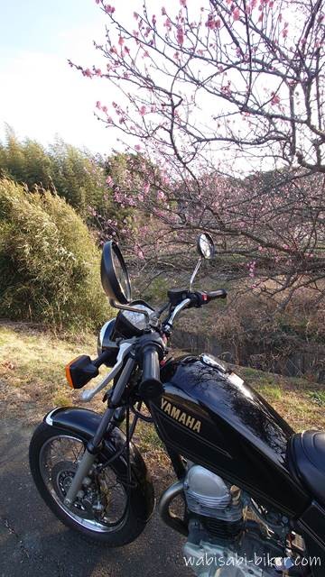 黒いバイクSR125のハンドルとタンクを手前に、開花した紅梅が頭上に広がる2月の風景。
