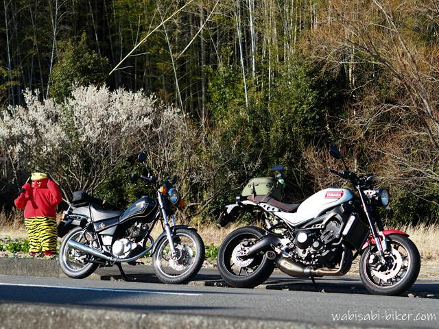 道路脇に並べて停めた黒いバイクSR125と白いヤマハXSR900の背後に白梅が咲く風景。左側に赤鬼の人形が立ち、節分を感じさせる2月の一枚。
