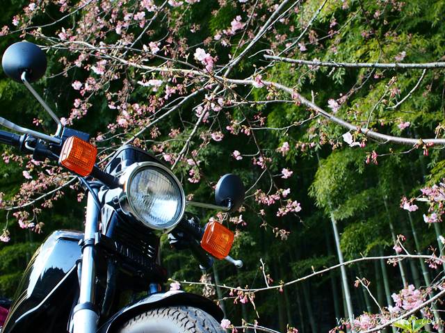 前輪とヘッドライトを中心に写した黒いバイクSR125に、咲き始めの早咲き桜の枝が重なる構図。背景に竹林が広がる2月の風景。