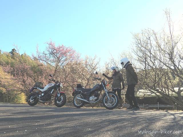 白梅と紅梅が咲く道沿いで、黒いバイクSR125と白いヤマハXSR900の横に立つ二人のライダーが談笑するセルフスナップ。手前に散った梅の花びらが広がる2月の風景。