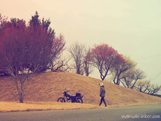 曇り空の下、紅梅が並ぶ梅園の斜面を背景に、黒いバイクSR125に向かって歩く人物を捉えたセルフスナップ。静かな2月の風景。