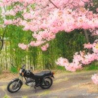 淡いピンクの桜が画面上部を覆い、背景に緑の竹を配した一枚。手前の小道に黒いバイクSR125を停め、桜の柔らかさと竹の深い緑を対比させた写真。