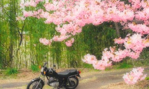 淡いピンクの桜が画面上部を覆い、背景に緑の竹を配した一枚。手前の小道に黒いバイクSR125を停め、桜の柔らかさと竹の深い緑を対比させた写真。