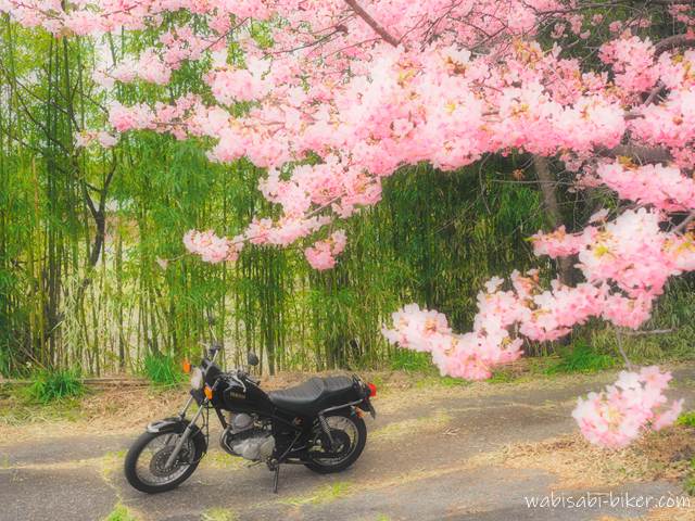 淡いピンクの桜が画面上部を覆い、背景に緑の竹を配した一枚。手前の小道に黒いバイクSR125を停め、桜の柔らかさと竹の深い緑を対比させた写真。